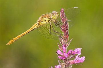 Brick red Heidelibel on cattail flower by Jeroen Stel