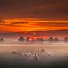 Sheep in the mist by Marinus de Keijzer