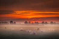 Moutons dans la brume par Marinus de Keijzer Aperçu