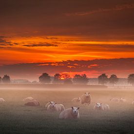 Sheep in the mist by Marinus de Keijzer