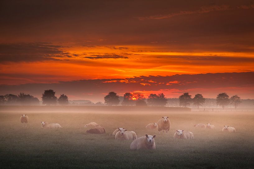 Sheep in the mist by Marinus de Keijzer