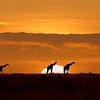 Sérénité namibienne (girafes au lever du soleil) sur Elsemiek Deug