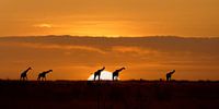 Namibische Sereniteit (giraffen bij zonsopkomst)