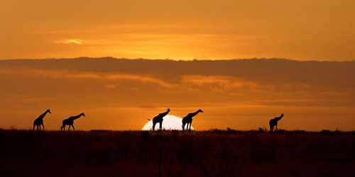 Sérénité namibienne (girafes au lever du soleil) sur Elsemiek Deug