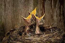 Three hungry beaks by Peter Felberbauer