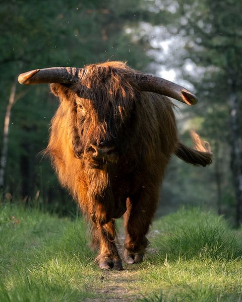 Scottish highlander bull by Roy Kreeftenberg