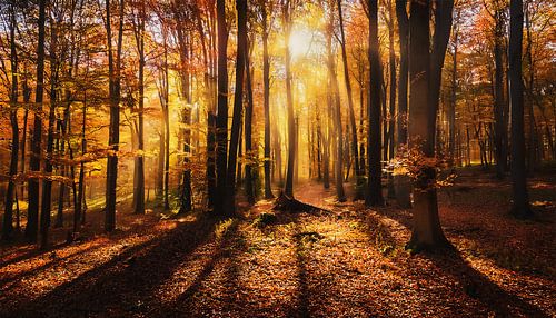 Herfstbos met kleuren en bladeren