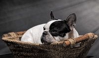 Franse Buldog