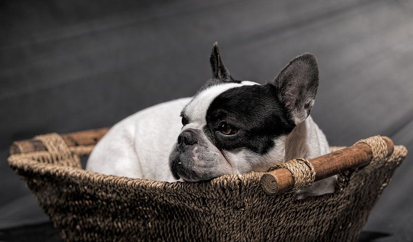 Franse Buldog van Marco Herman Photography