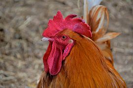 Rooster in Curaçao by Karel Frielink