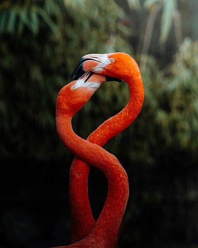 Dansende roze flamingo's in het tropische woud