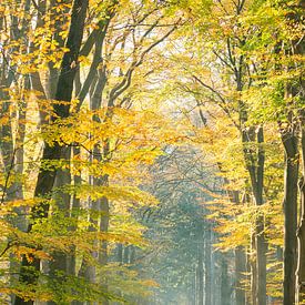 Couleurs dorées et brume dans une forêt d'automne