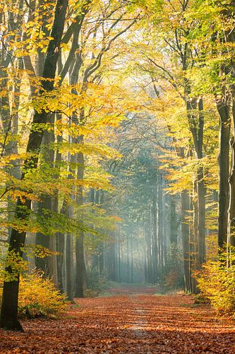 Couleurs dorées et brume dans une forêt d'automne sur Kay Wils