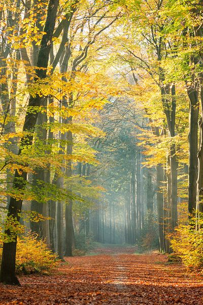 Gouden kleuren en mist in een herfst bos van Kay Wils