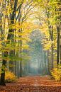 Golden colors and fog in an autumn forest by Kay Wils thumbnail