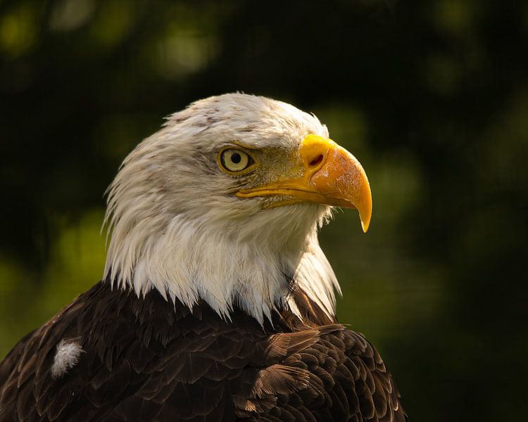 Eagle von Wouter Van der Zwan