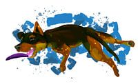 Frisbee hond