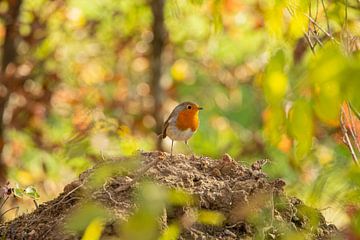 Robin dans le jardin d'automne