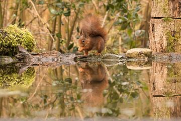 Eichhörnchen von Gert Hilbink