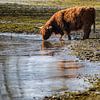 Scottish Highlander trinken Wasser aus dem zugefrorenen See von Fotografiecor .nl