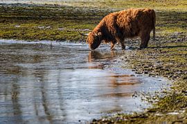 Scottish highlander drink water from frozen lake