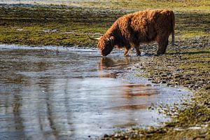 Scottish Highlander trinken Wasser aus dem zugefrorenen See