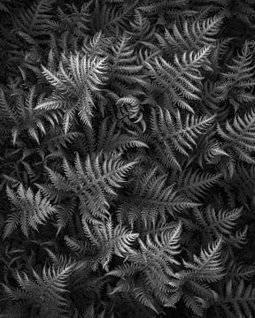 Details of fresh ferns in spring converted to black and white