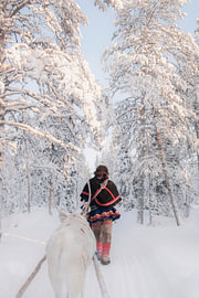 Sami mit Rentieren im Wald | Reisefotografie Druck | Schweden Lappland