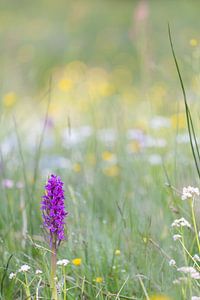 Orchidée dans une prairie fleurie sur Coen Weesjes