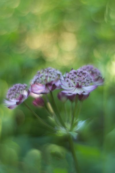 Zeeuws knoopjes van ColorsofNaturePhotography Jeanet Groenewoud