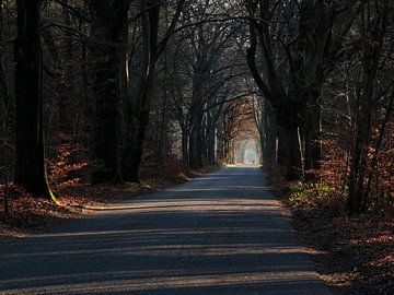 Der Waldweg von Jan Kooreman