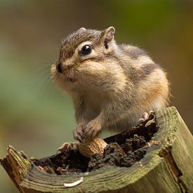 Sibirisches Erdhörnchen von Ron Hermans