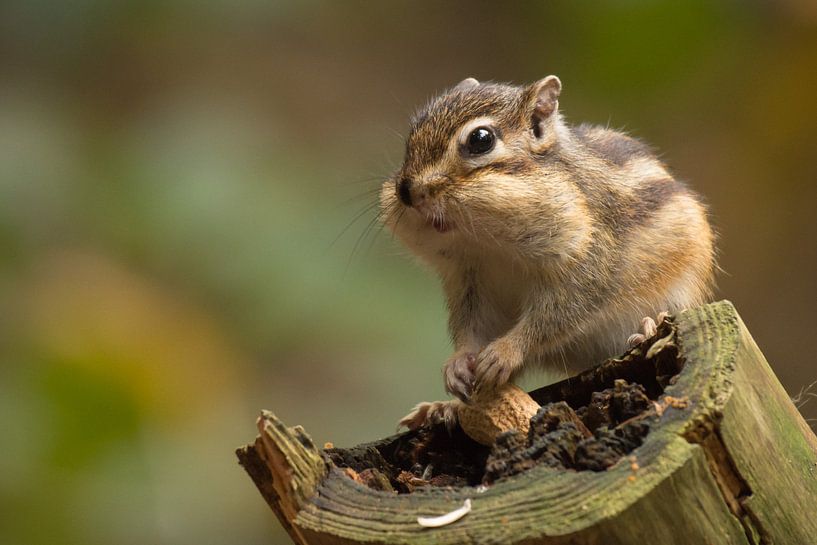 Siberian ground squirrel by Ron Hermans