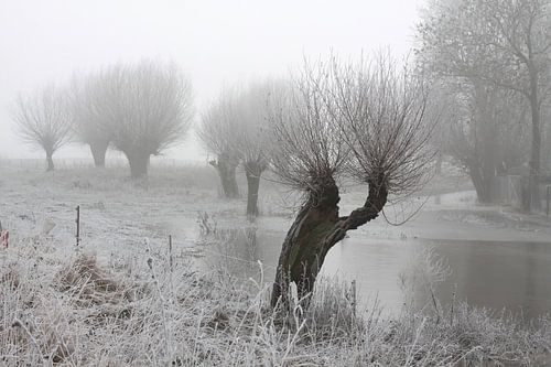 knotwilgen in vorst en mist