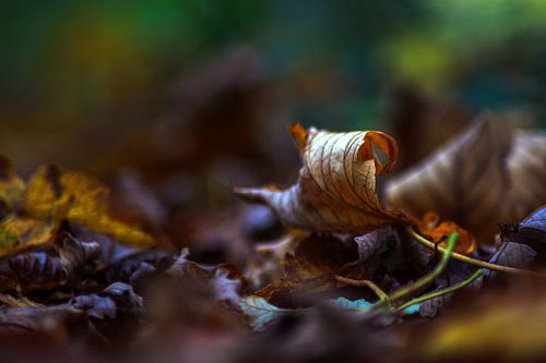 Bladeren barsten in het bos