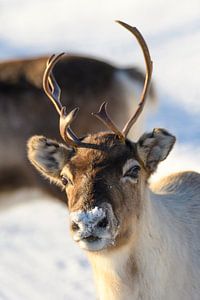 Rentier, das im Schnee während des Winters in Nordnorwegen weiden lässt