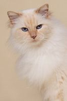 Creme farbene Ragdoll auf passendem Hintergrund