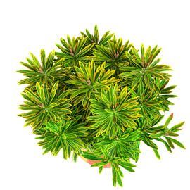 Spurge plant in a flower pot on a white background by ManfredFotos
