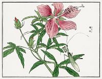 Morimoto Toko - Pink Flower