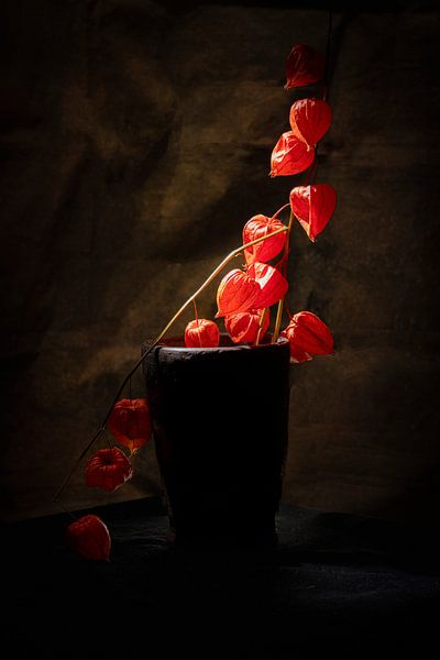 Lantern plant by SO fotografie