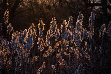 Coucher de soleil sur Carla Eekels