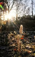 The beauty of our nature