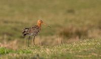 The black-tailed godwit our national bird by Thea de Ruijter thumbnail