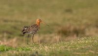 The black-tailed godwit our national bird