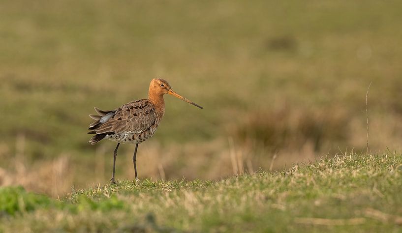 The black-tailed godwit our national bird by Thea de Ruijter