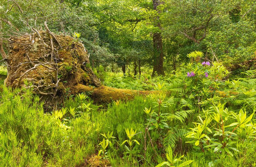 Killarney-Nationalpark (Irland) von Marcel Kerdijk