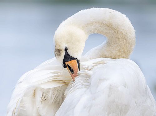 Le cygne sauvage dans l'autosoin