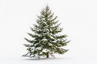 Sapin couvert de neige