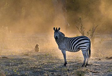 Zebra in de nevel van Robert Styppa