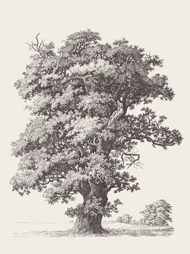 Black Oak Tree Drawing by Apolo Prints
